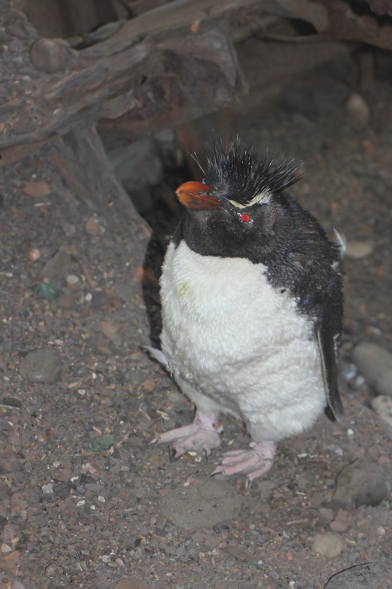 Pingüino Saltarrocas Meridional - ML619822431