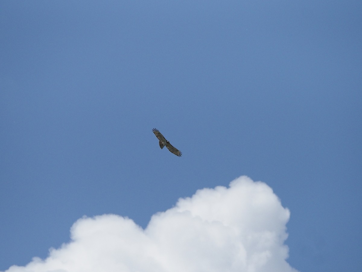 Red-tailed Hawk - ML619822434