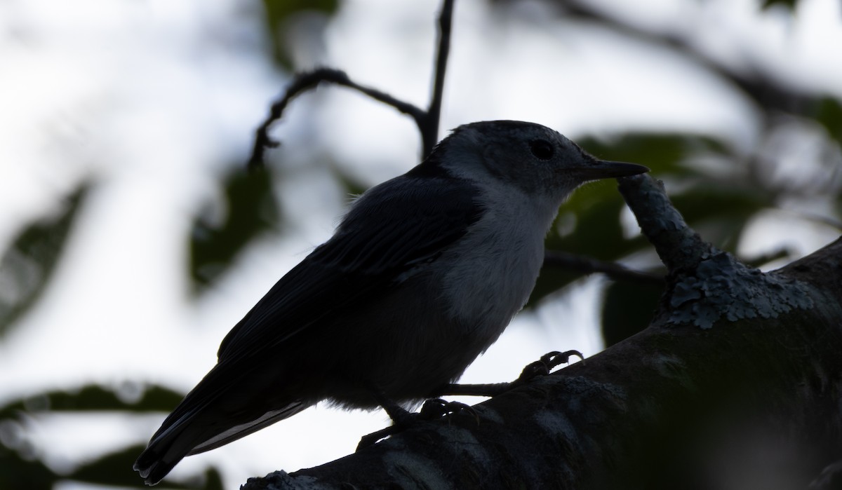 White-breasted Nuthatch - ML619822435