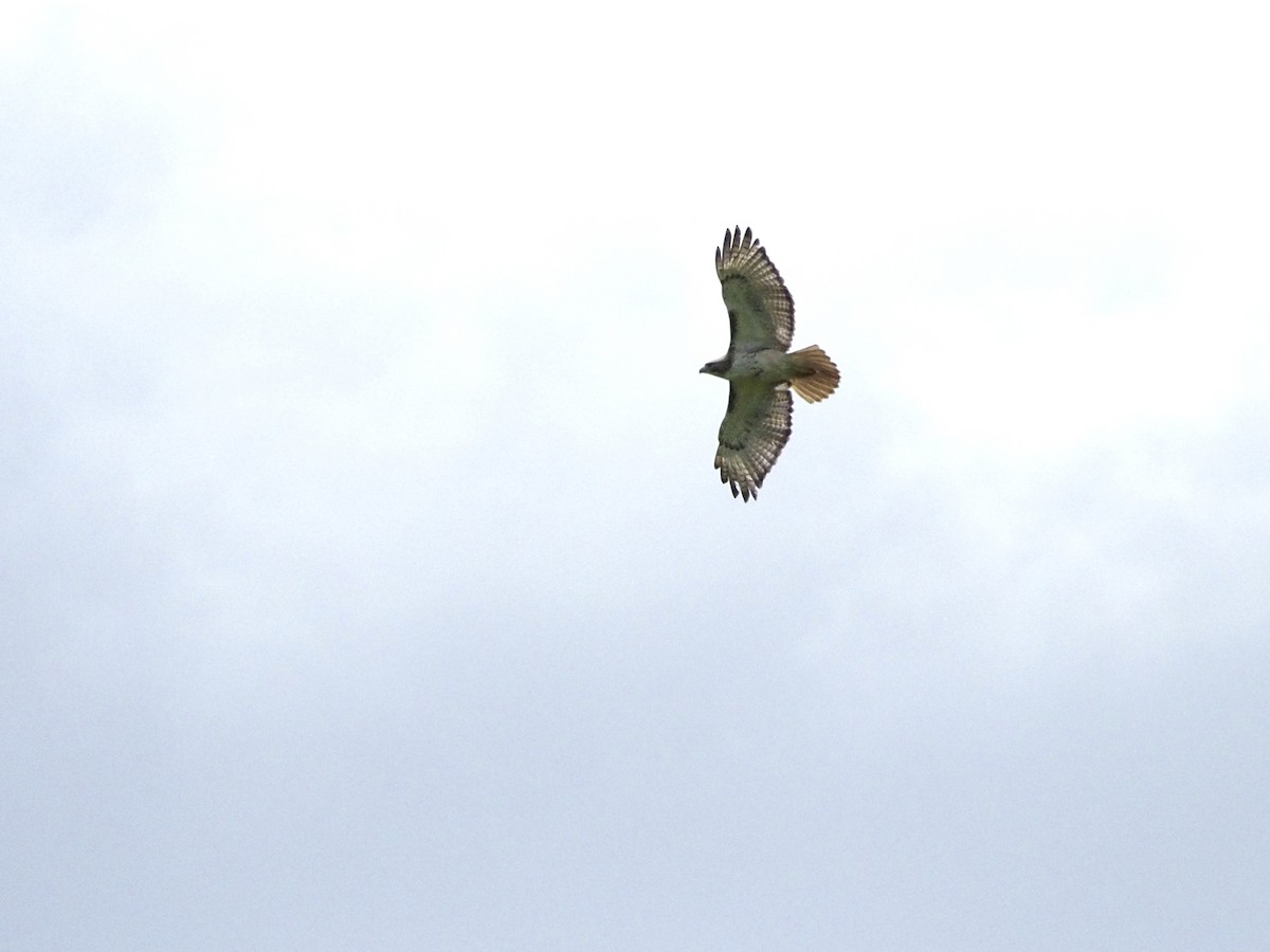 Red-tailed Hawk - ML619822436