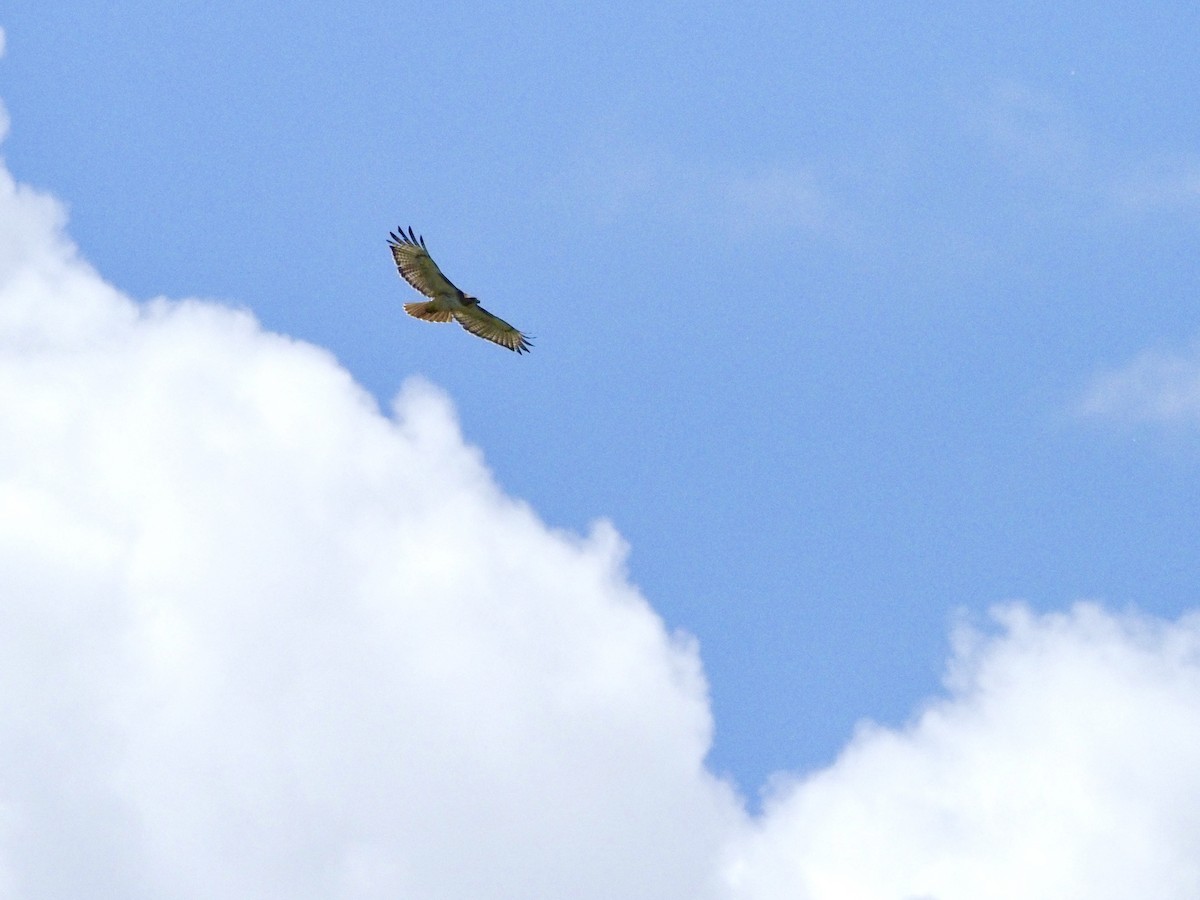 Red-tailed Hawk - ML619822438