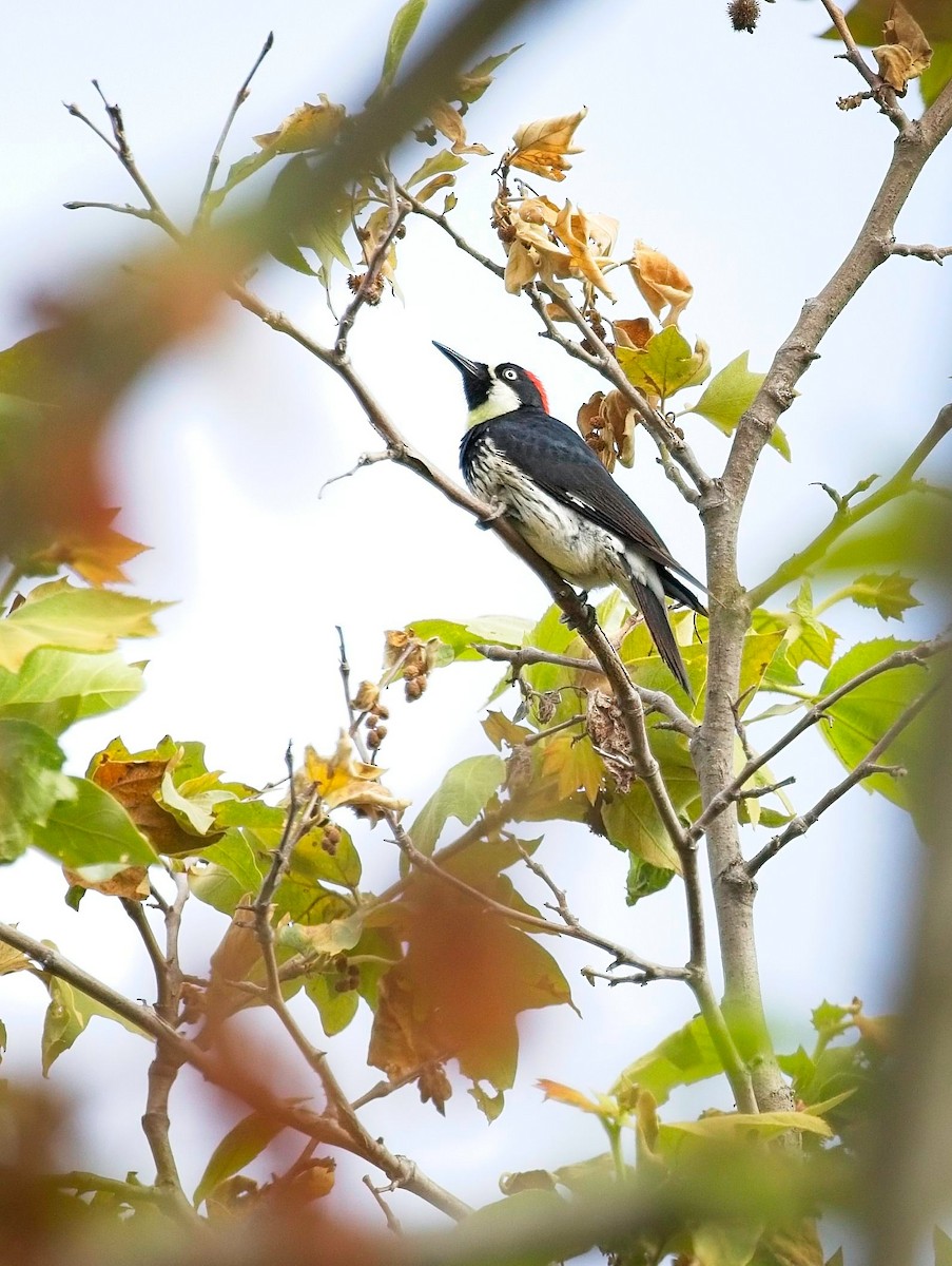 Acorn Woodpecker - ML619822440