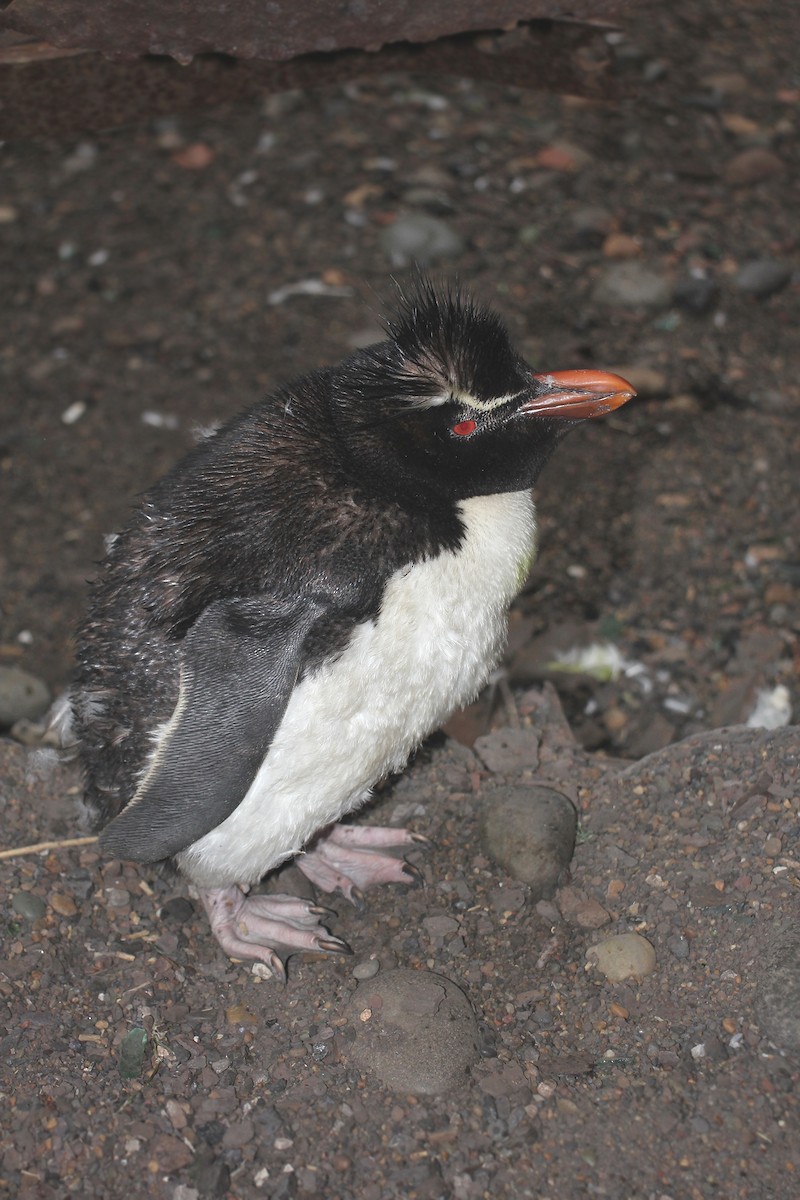 Pingüino Saltarrocas Meridional - ML619822452