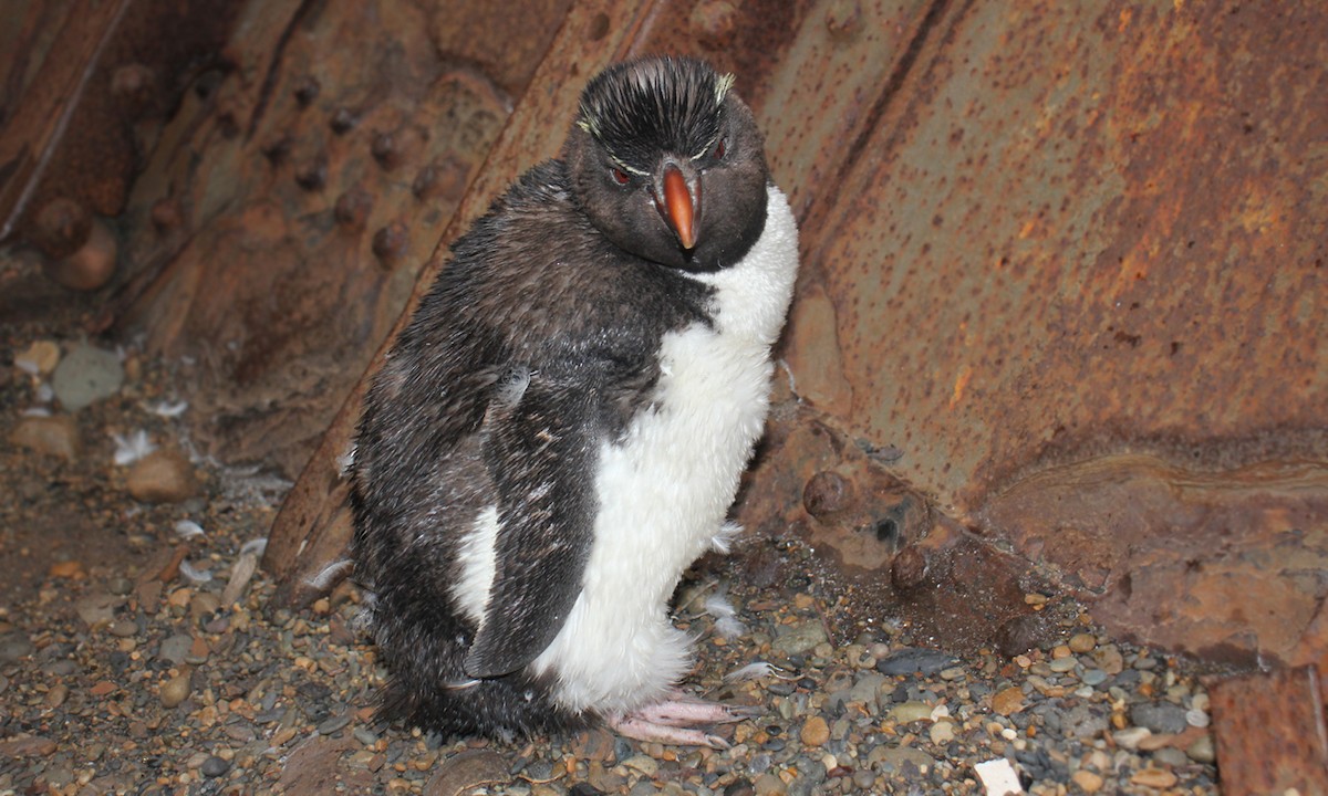 Pingüino Saltarrocas Meridional - ML619822453