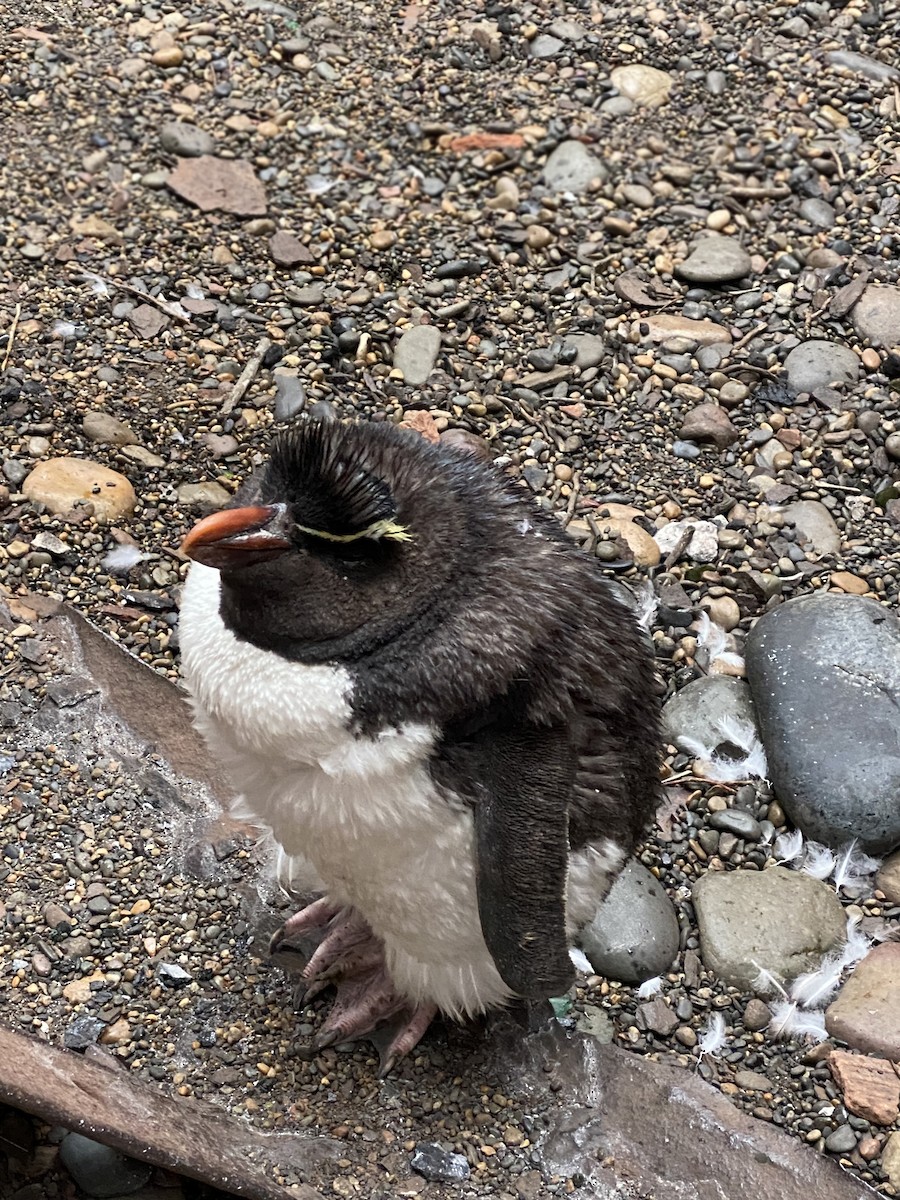 Pingüino Saltarrocas Meridional - ML619822457