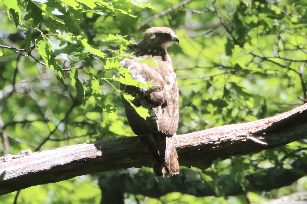 Rotschwanzbussard - ML619822462