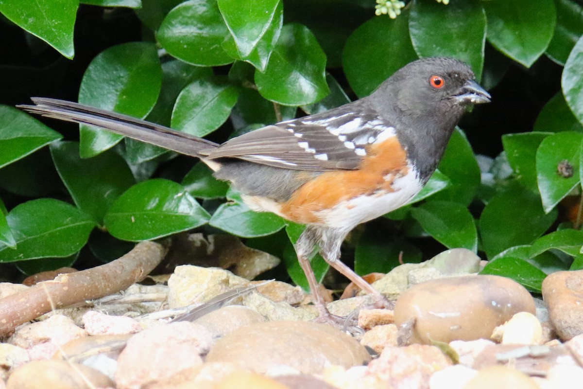Spotted Towhee - ML619822480