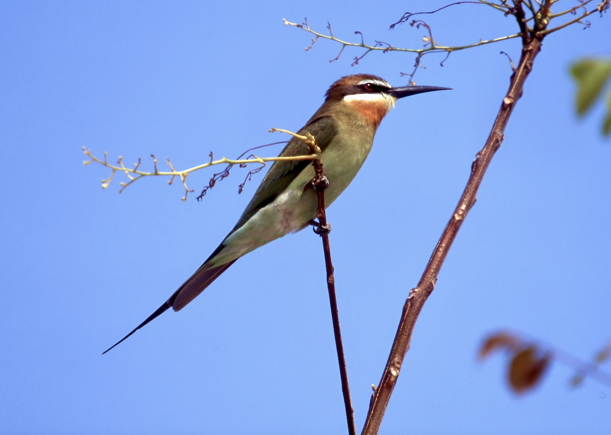 Madagascar Bee-eater - ML619822485