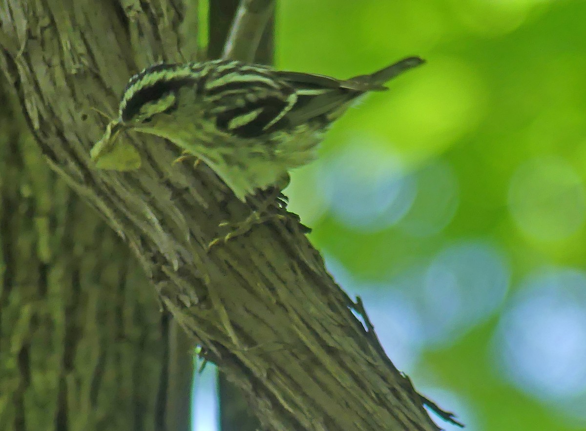 Black-and-white Warbler - ML619822494