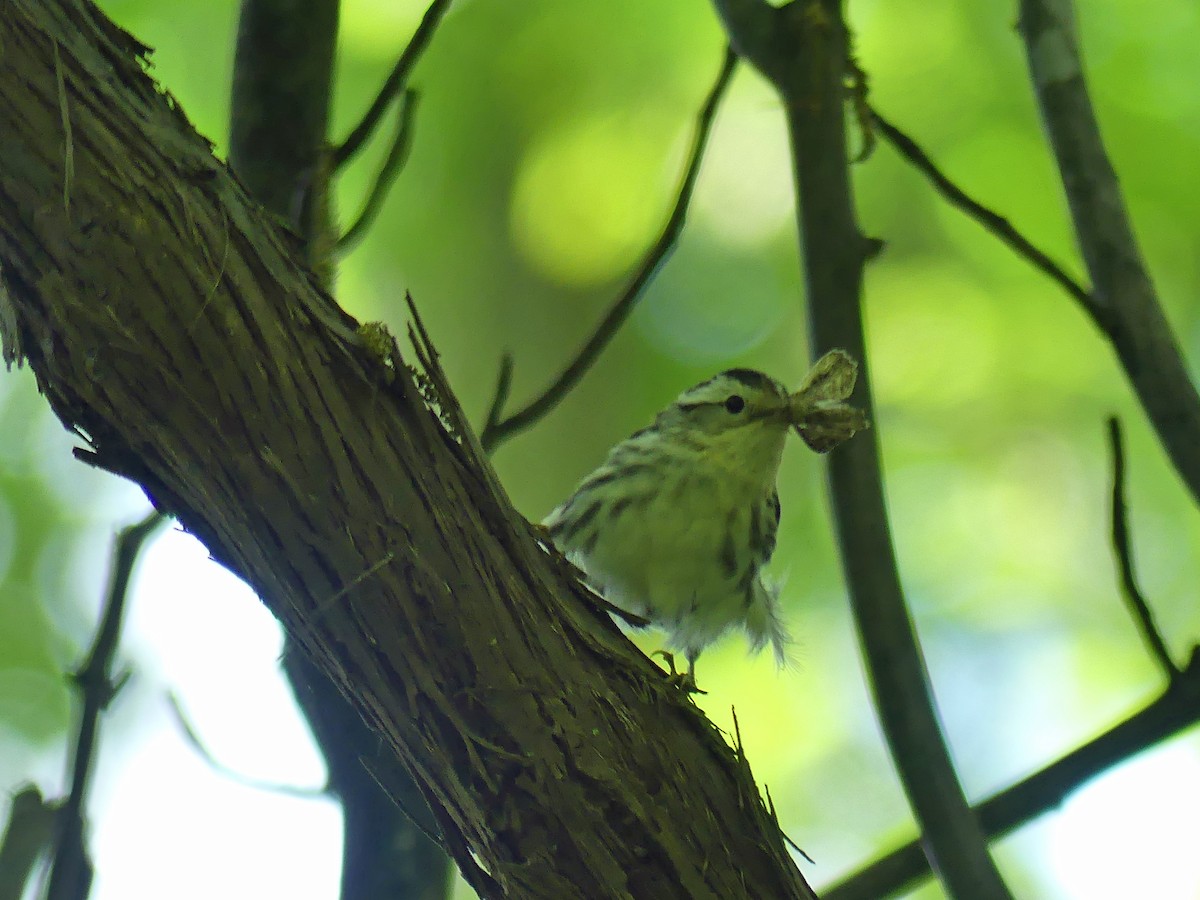 Black-and-white Warbler - ML619822495