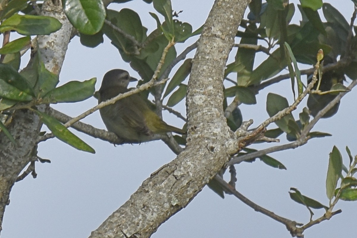 Black-whiskered Vireo - ML619822514