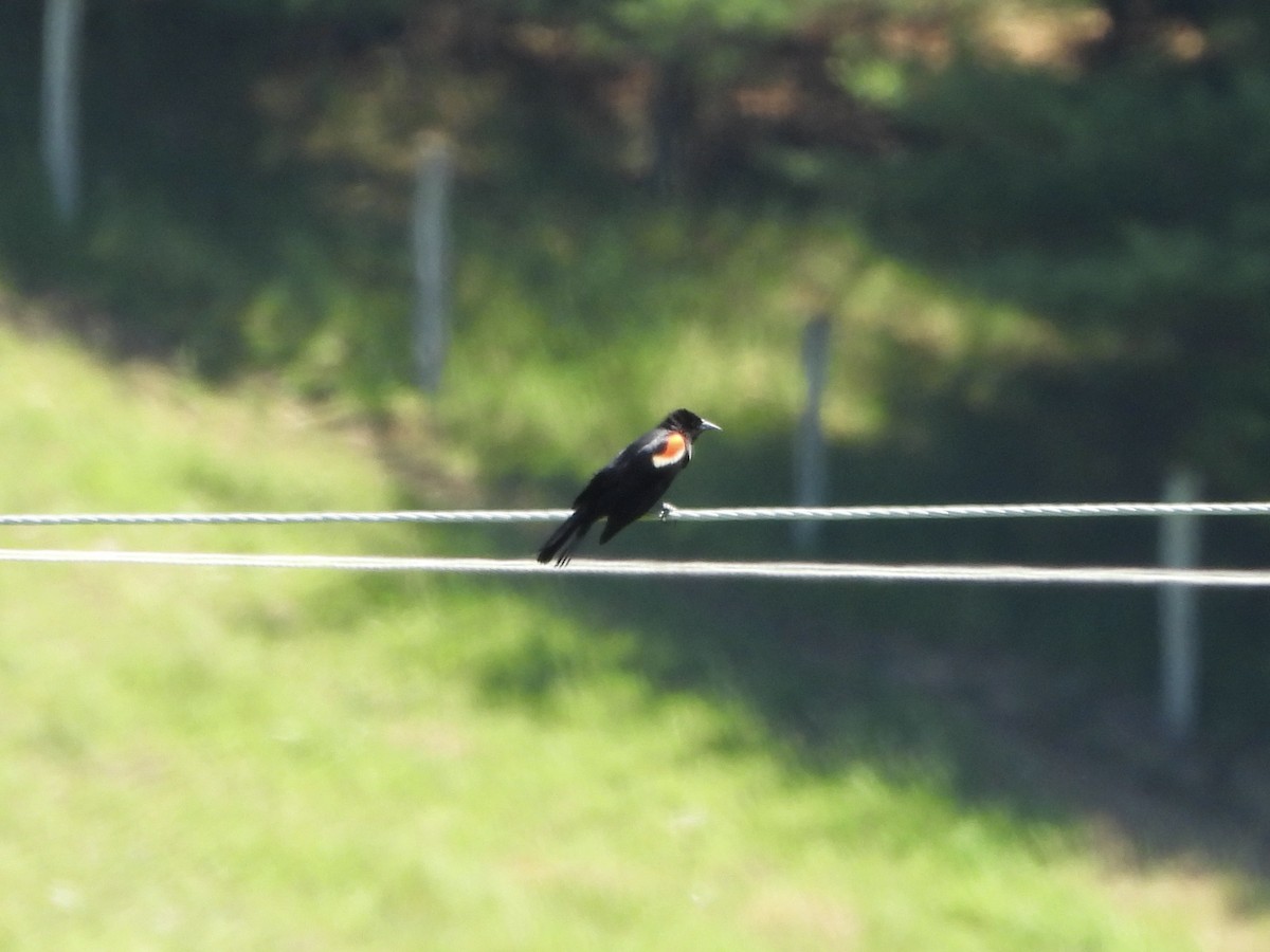 Red-winged Blackbird - ML619822517