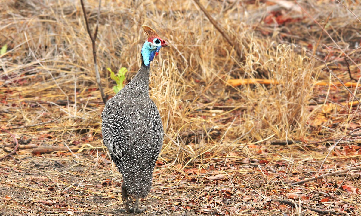 Helmeted Guineafowl - ML619822520