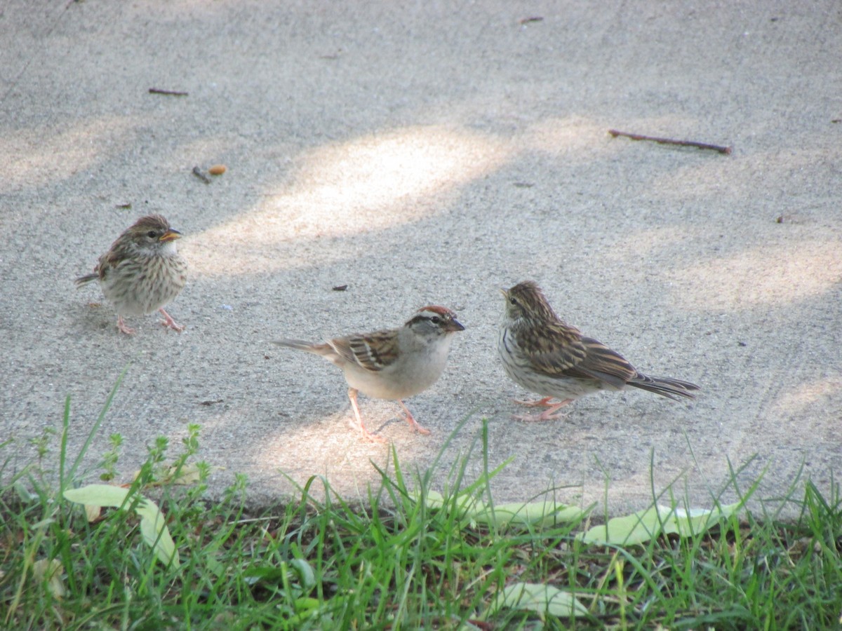 Chipping Sparrow - ML619822538