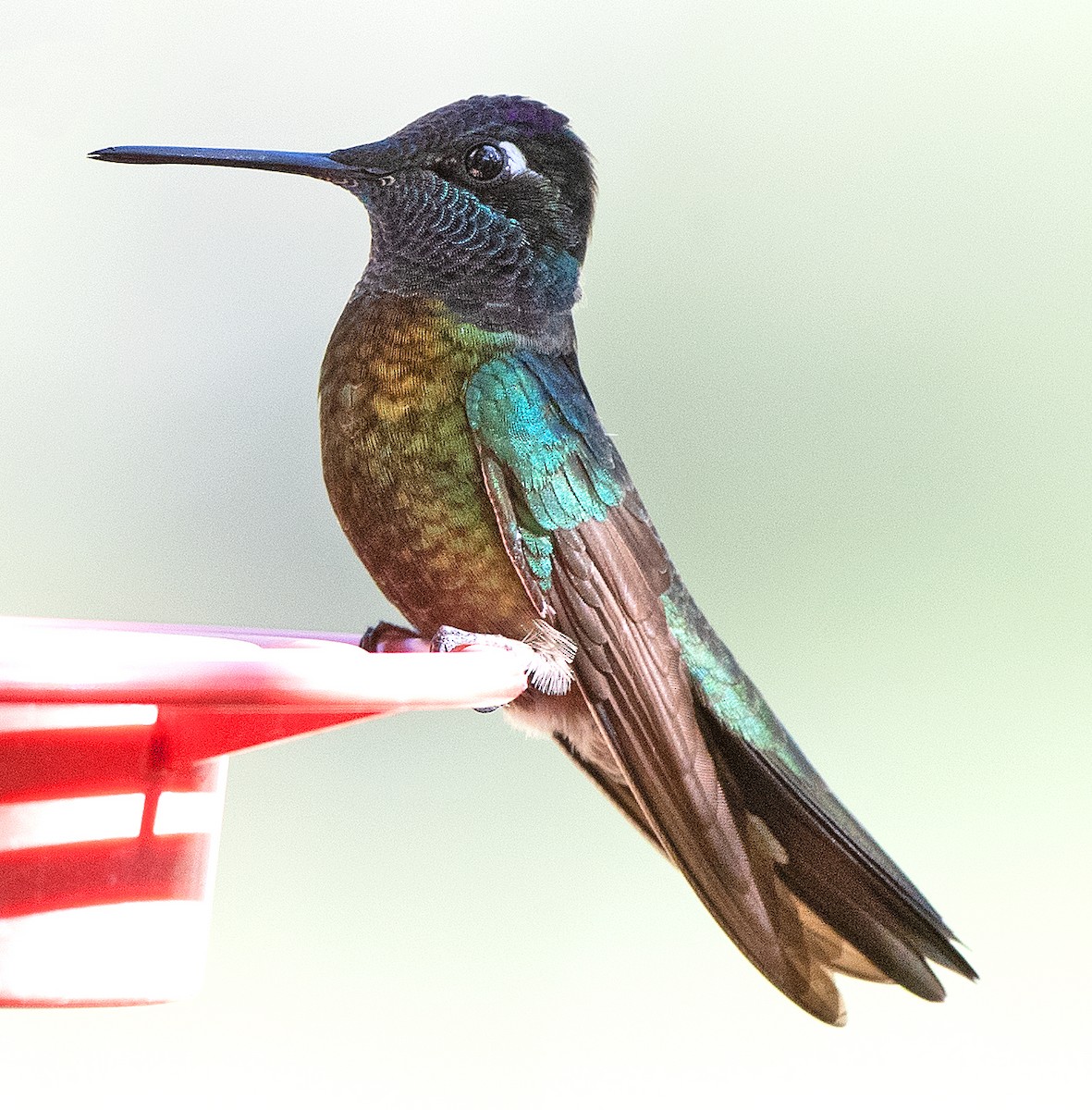 Rivoli's Hummingbird - ML619822544