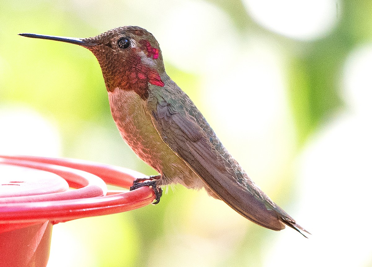 Anna's Hummingbird - ML619822555