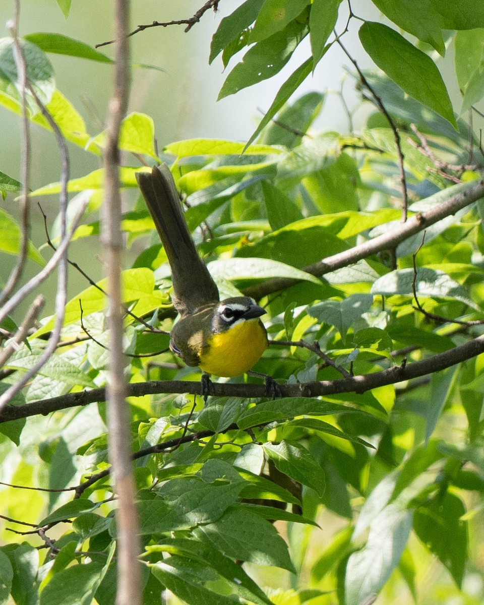 Yellow-breasted Chat - ML619822562
