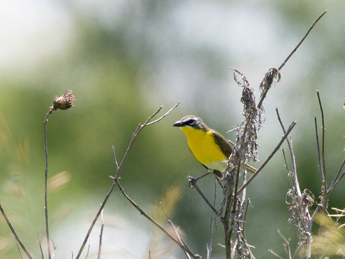 Yellow-breasted Chat - ML619822563