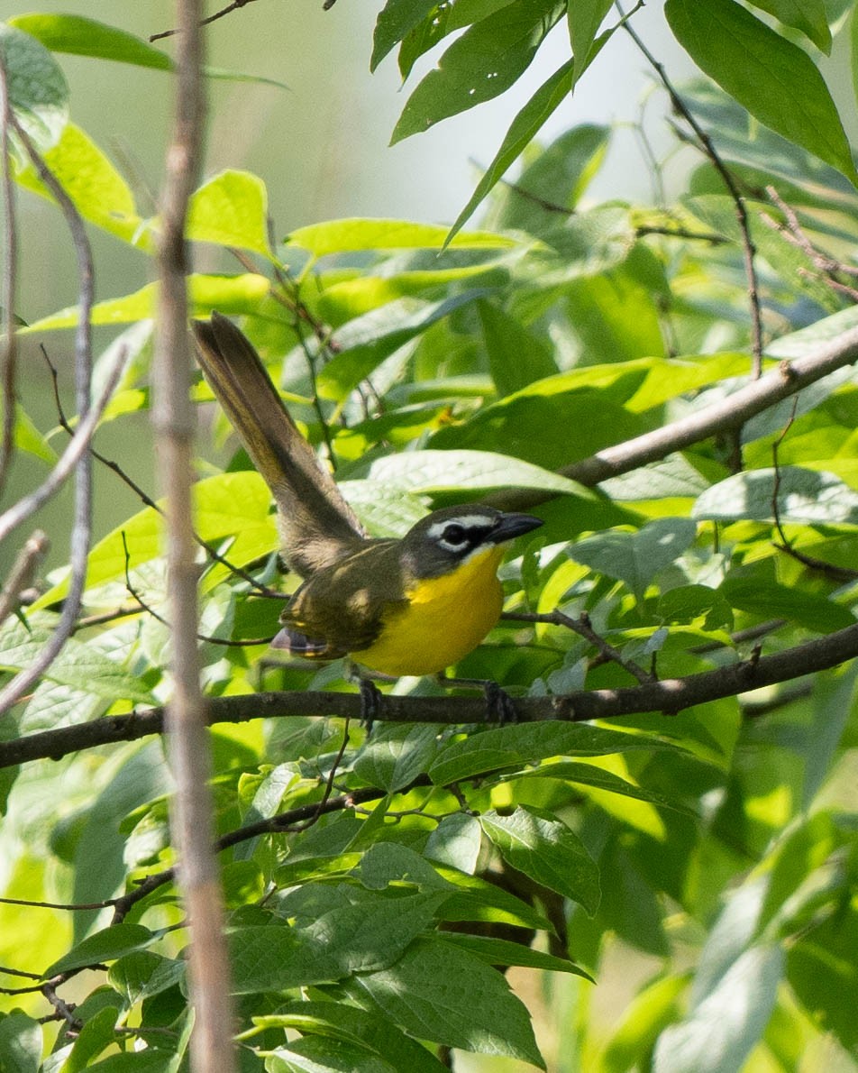 Yellow-breasted Chat - ML619822564