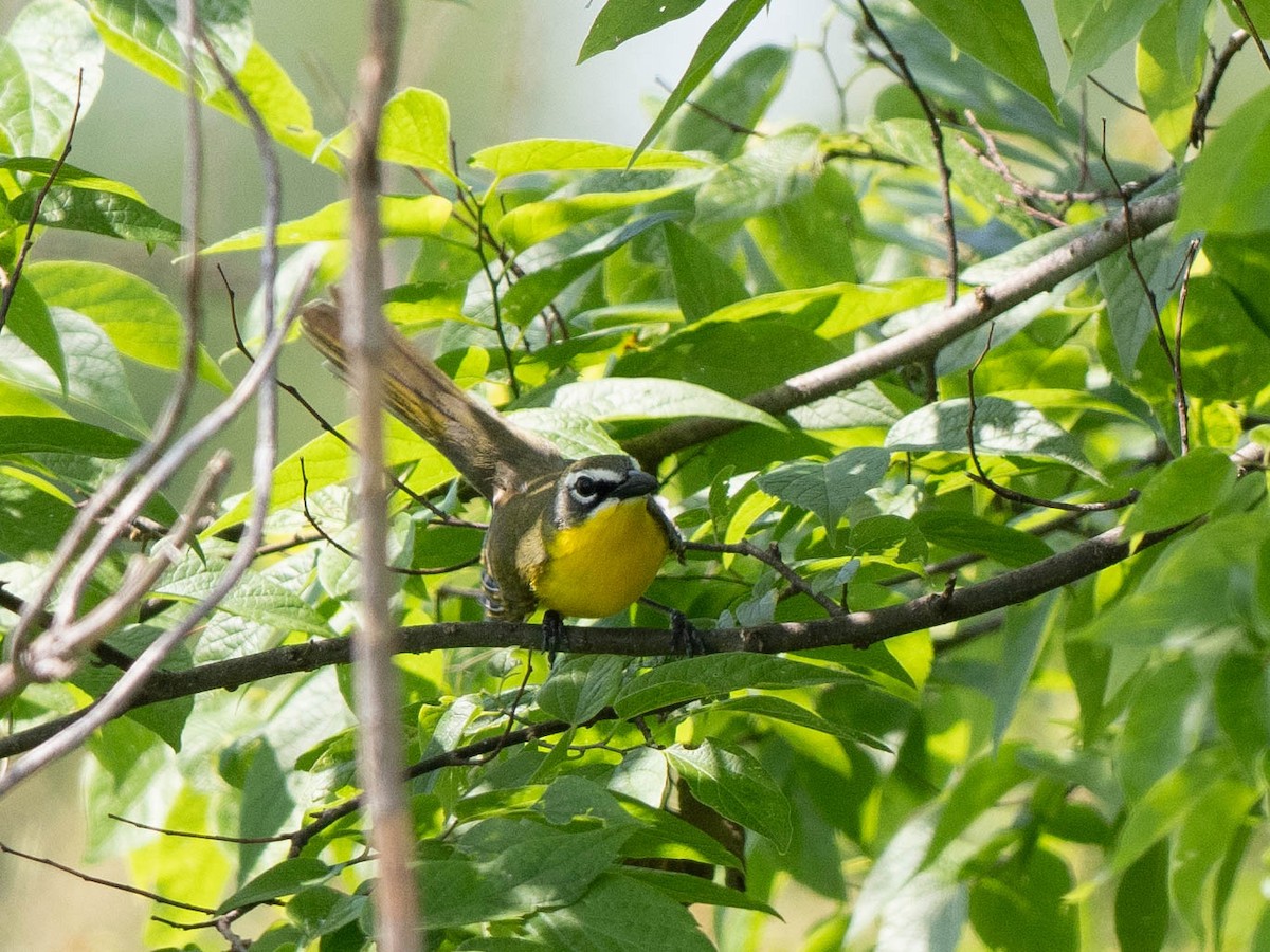 Yellow-breasted Chat - ML619822565