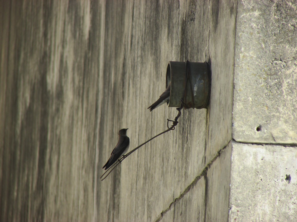 Northern Rough-winged Swallow - ML619822575