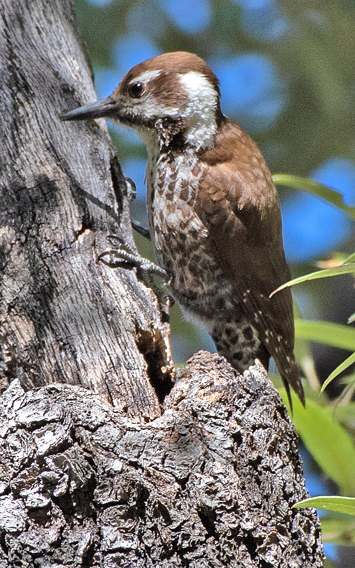 Arizona Woodpecker - ML619822584