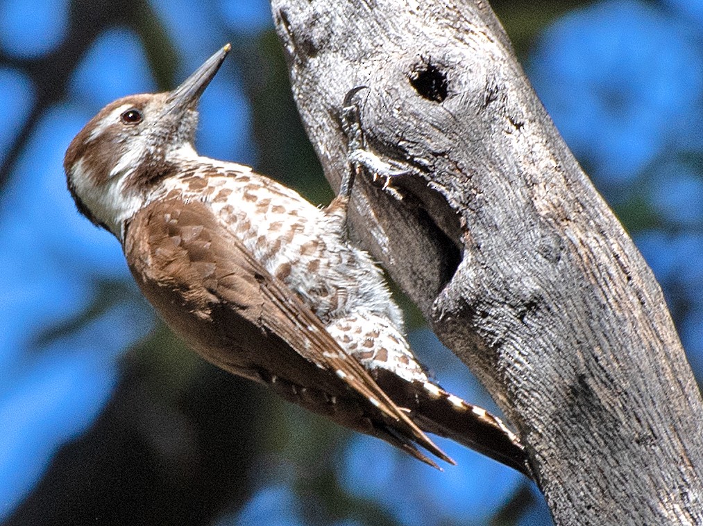 Arizona Woodpecker - ML619822585
