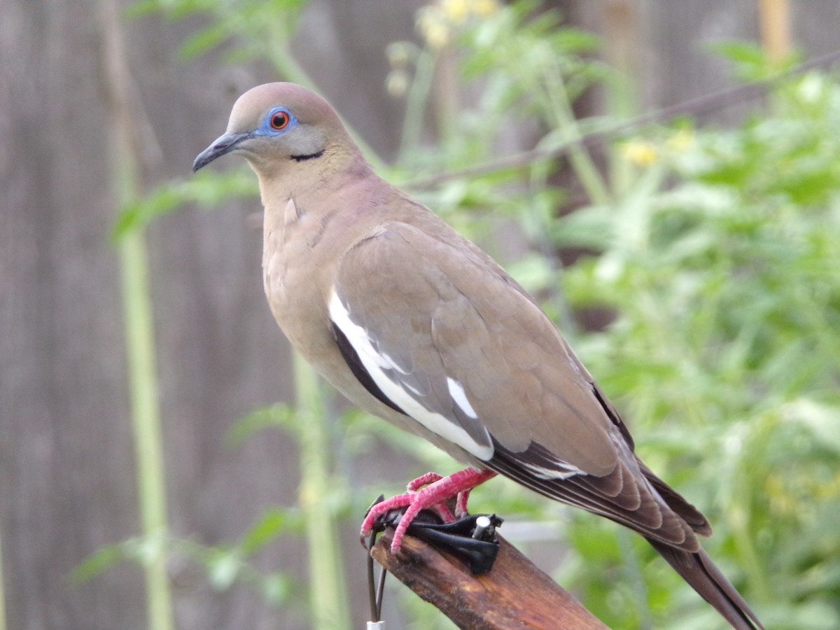 White-winged Dove - ML619822590