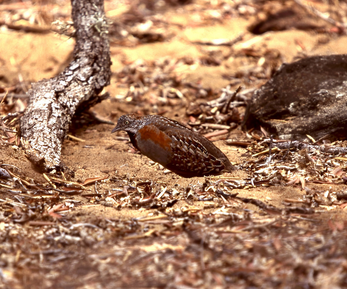 Madagascar Buttonquail - ML619822611