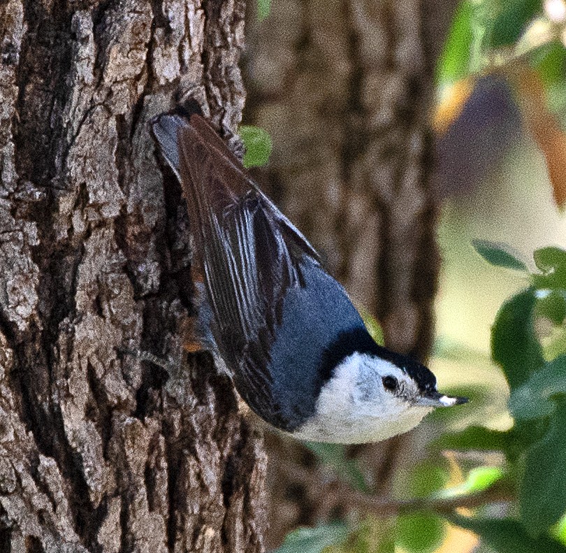 White-breasted Nuthatch (Interior West) - ML619822625