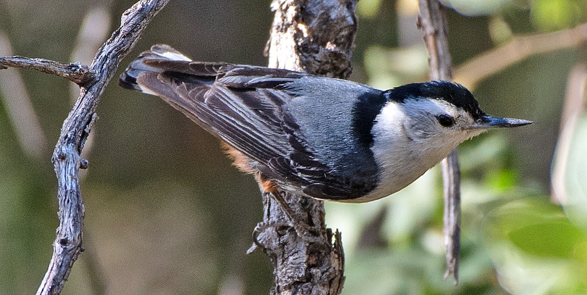 White-breasted Nuthatch (Interior West) - ML619822626