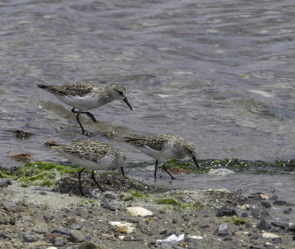 Semipalmated Sandpiper - ML619822684