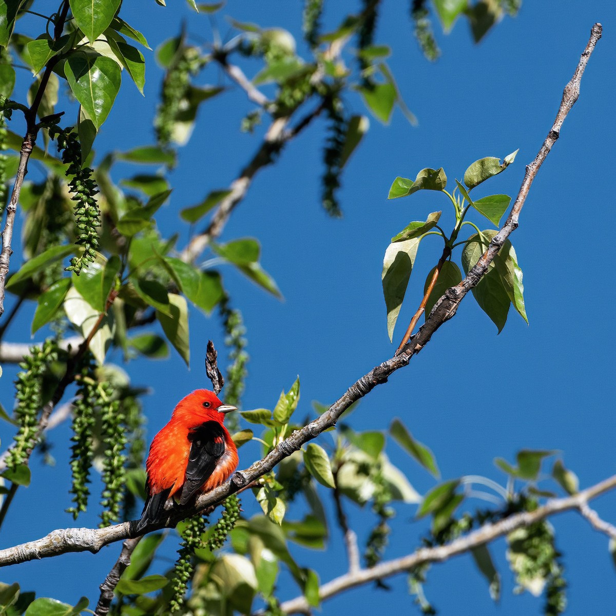 Scarlet Tanager - ML619822685