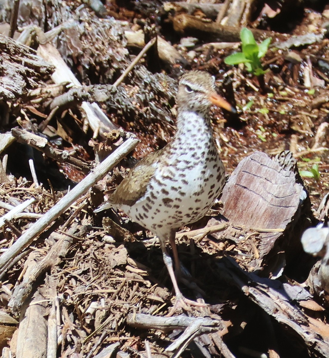 Spotted Sandpiper - ML619822714