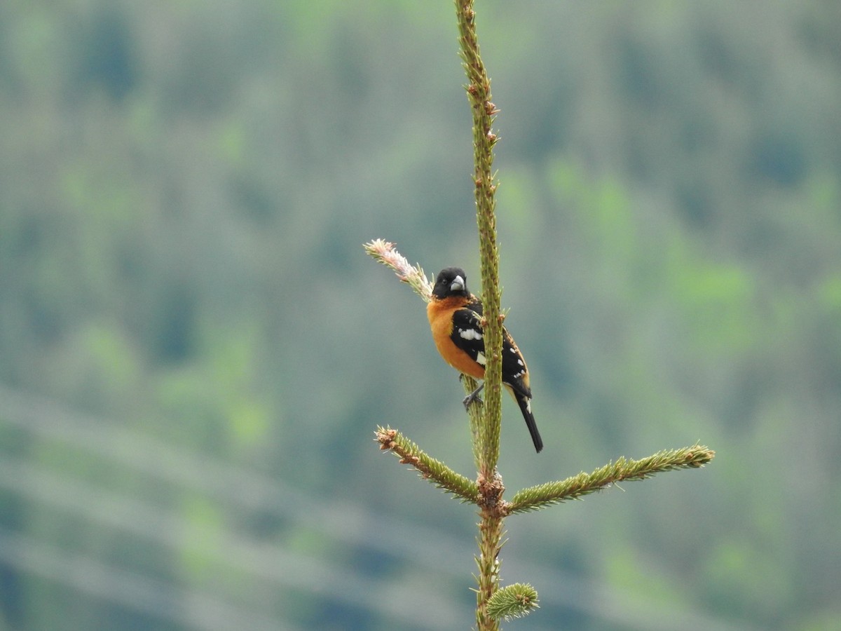 Black-headed Grosbeak - ML619822725