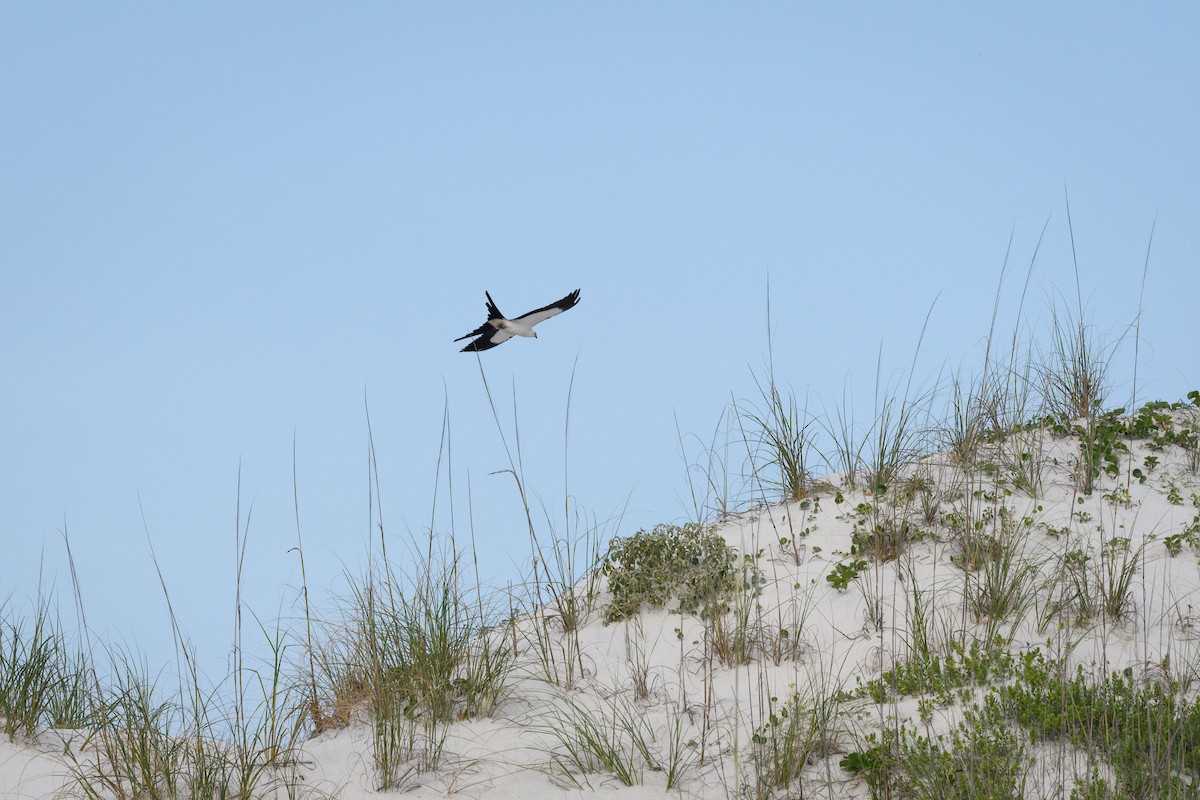Swallow-tailed Kite - ML619822726