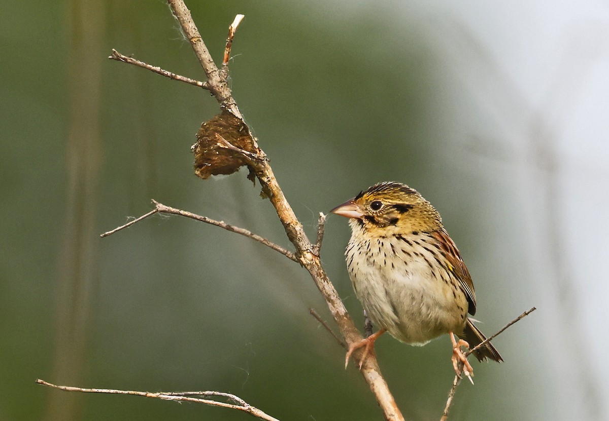 Henslow's Sparrow - ML619822731