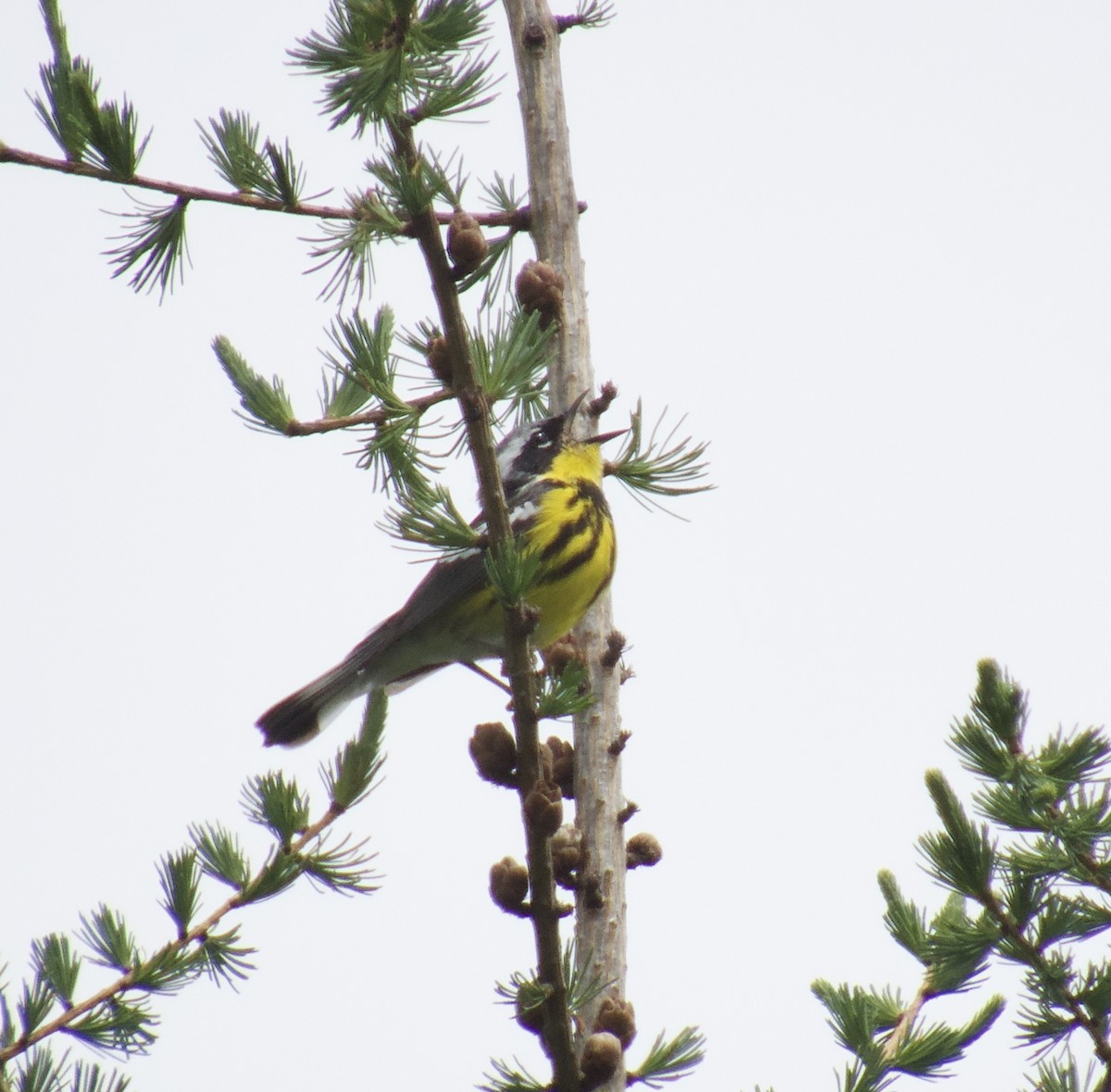 Magnolia Warbler - ML619822737