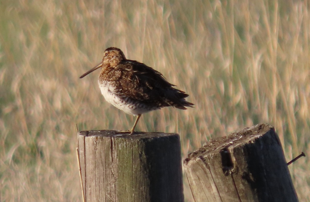 Wilson's Snipe - ML619822740