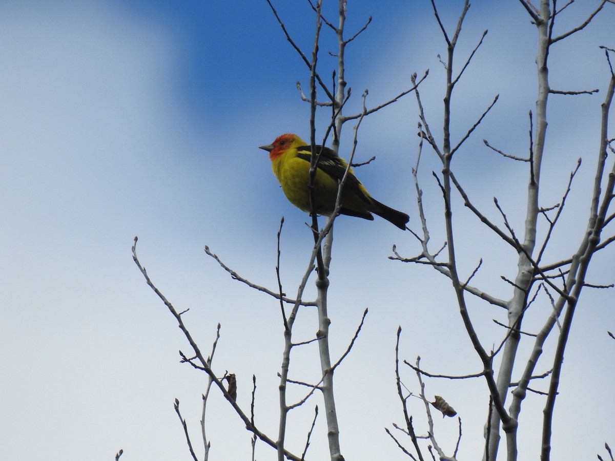 Western Tanager - Peter Baker