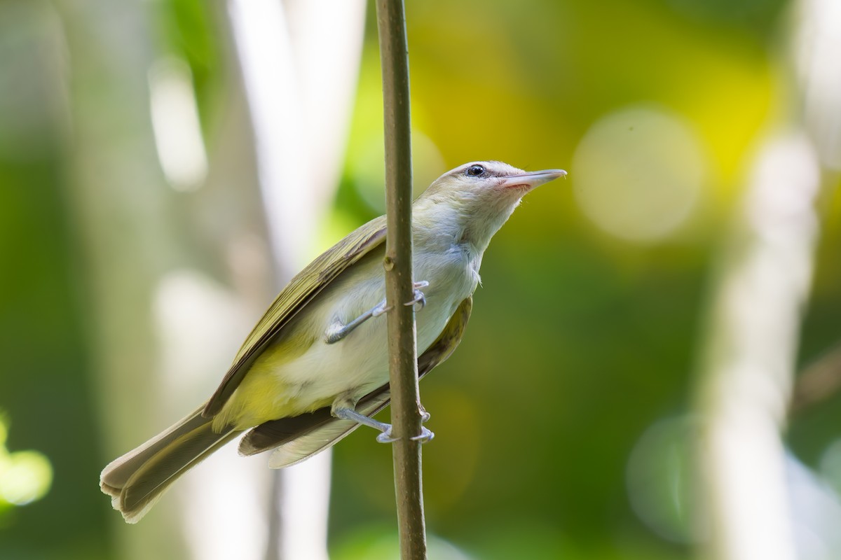 Vireo Chiví - ML619822780