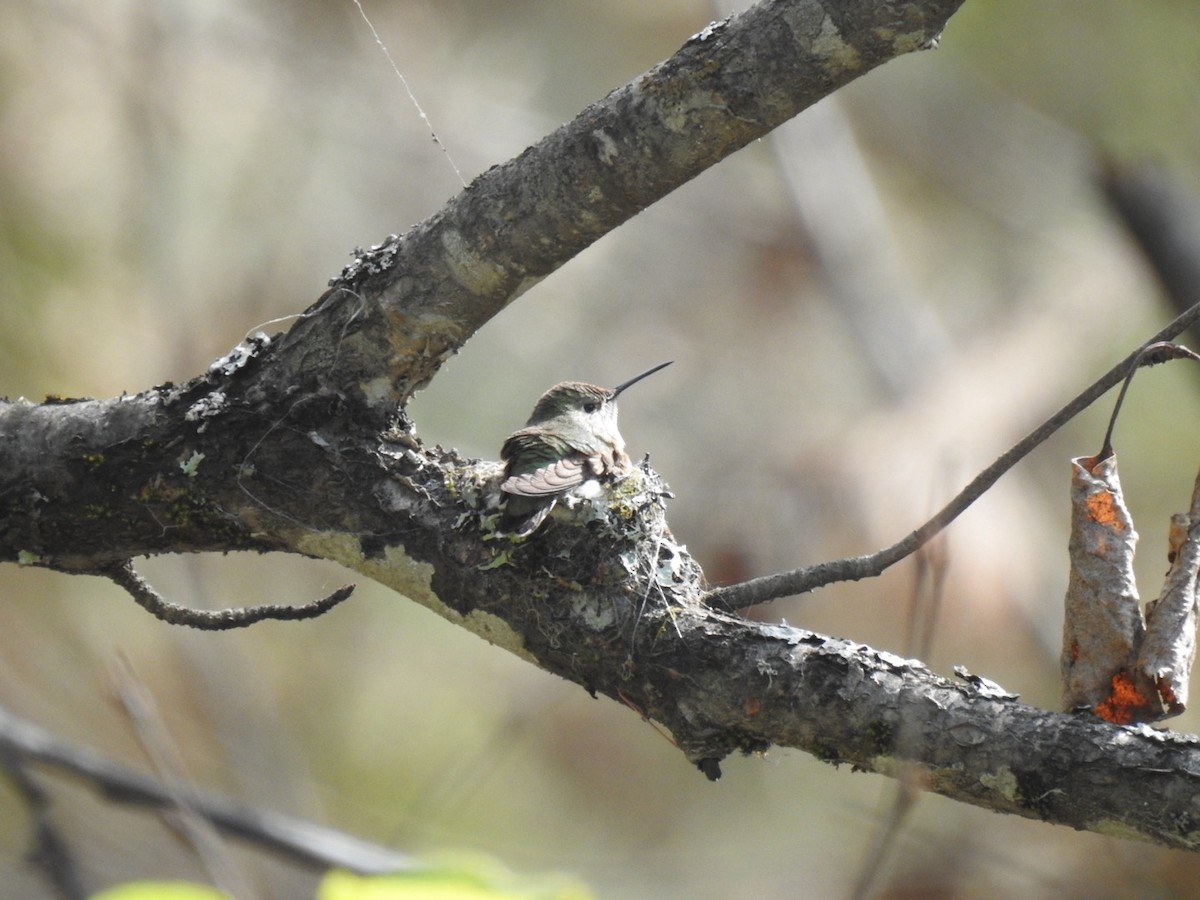 Calliope Hummingbird - ML619822800