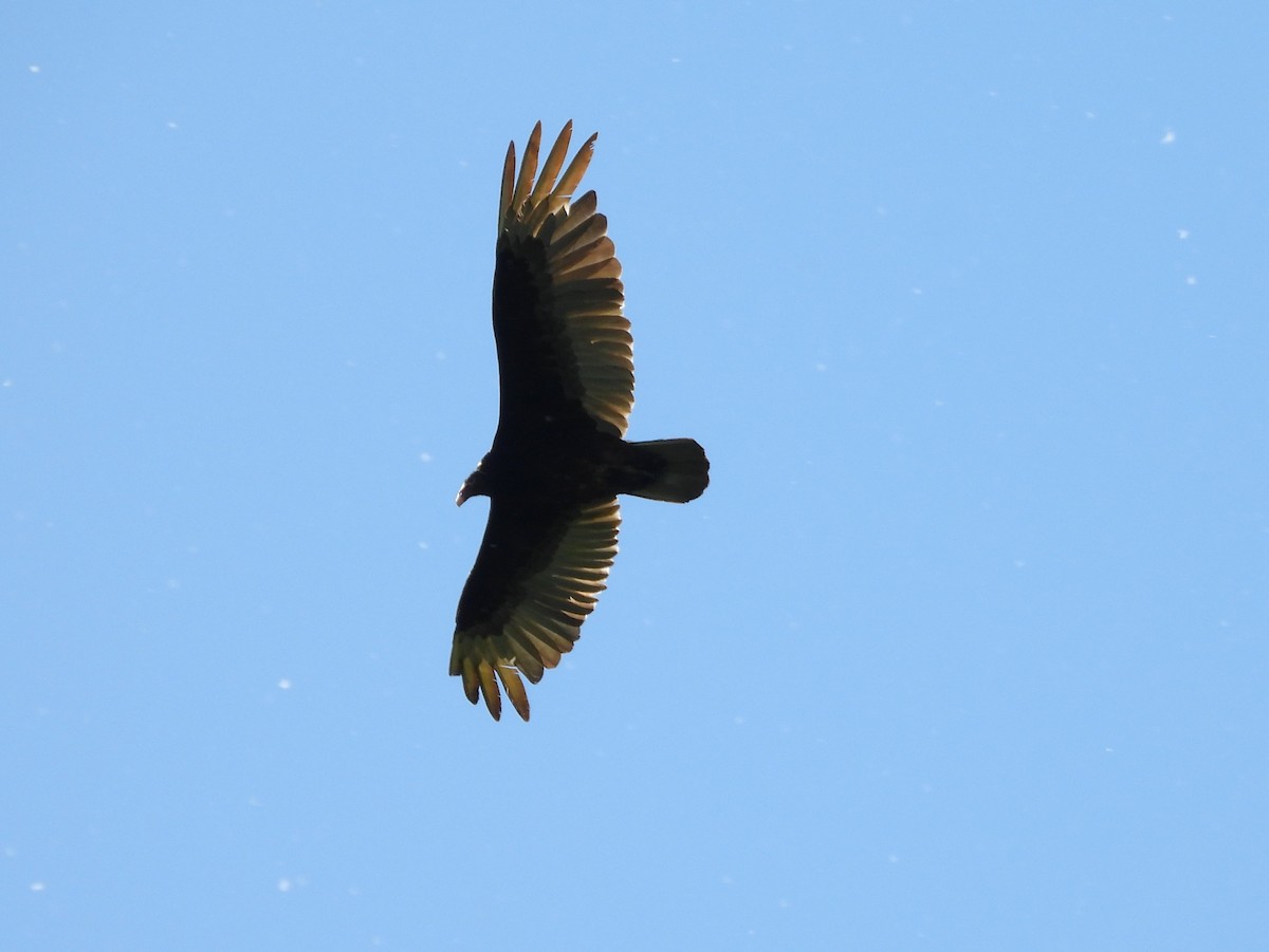 Turkey Vulture - ML619822810