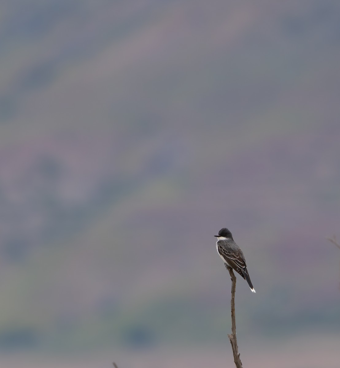 Eastern Kingbird - ML619822811