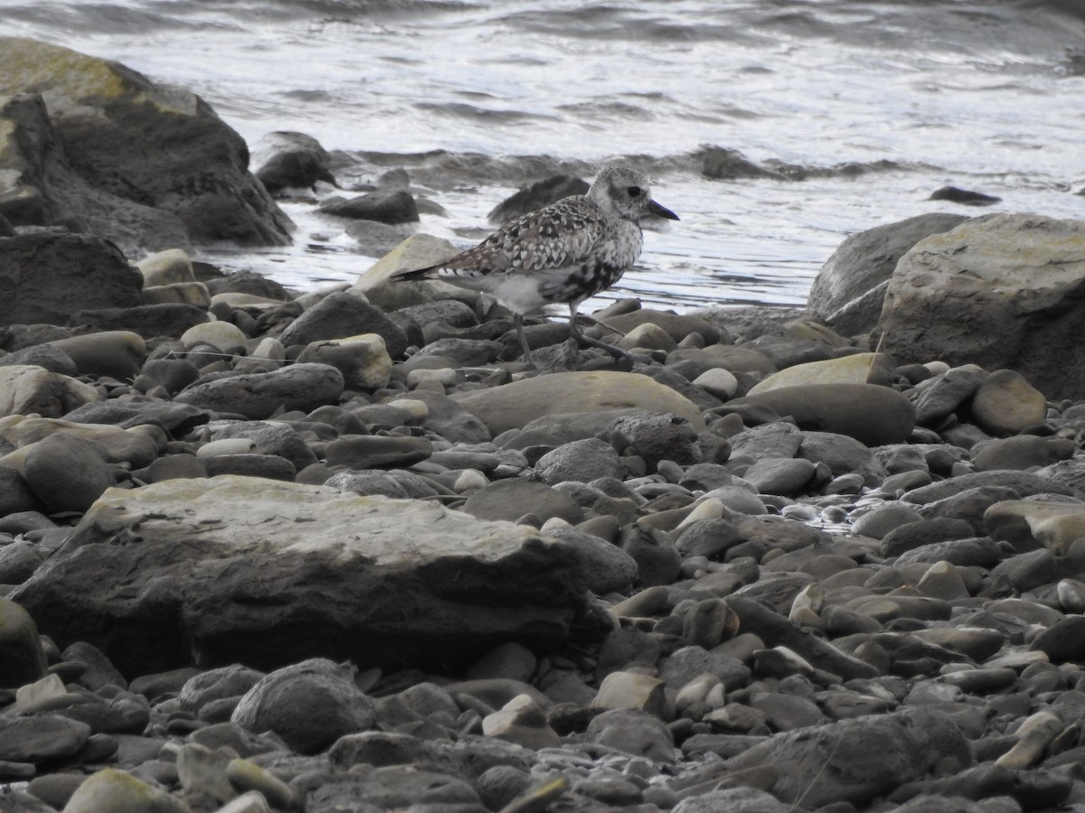 Black-bellied Plover - ML619822812