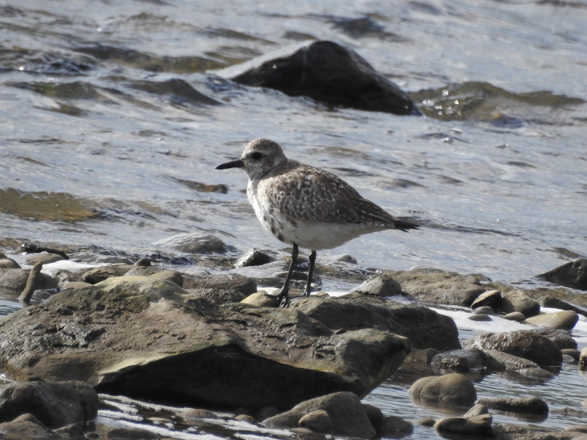 Black-bellied Plover - ML619822817