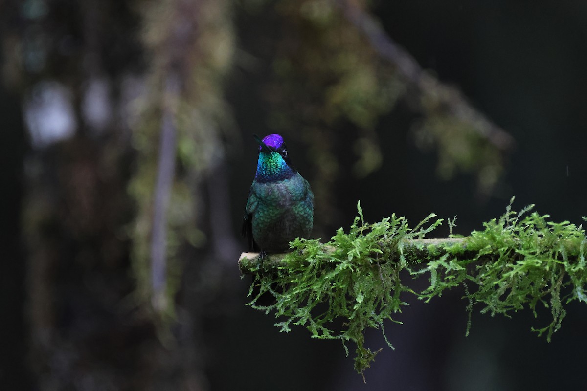 Talamanca Hummingbird - ML619822823
