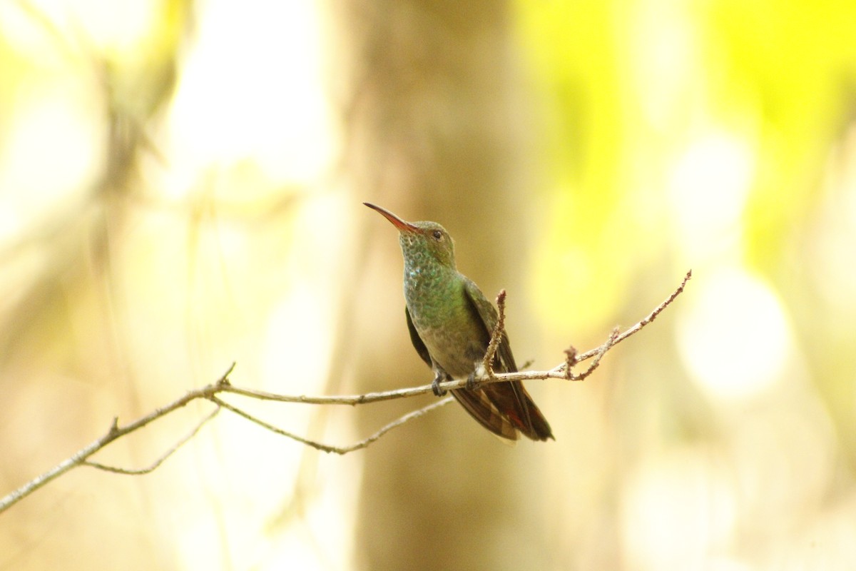 Rufous-tailed Hummingbird - ML619822826