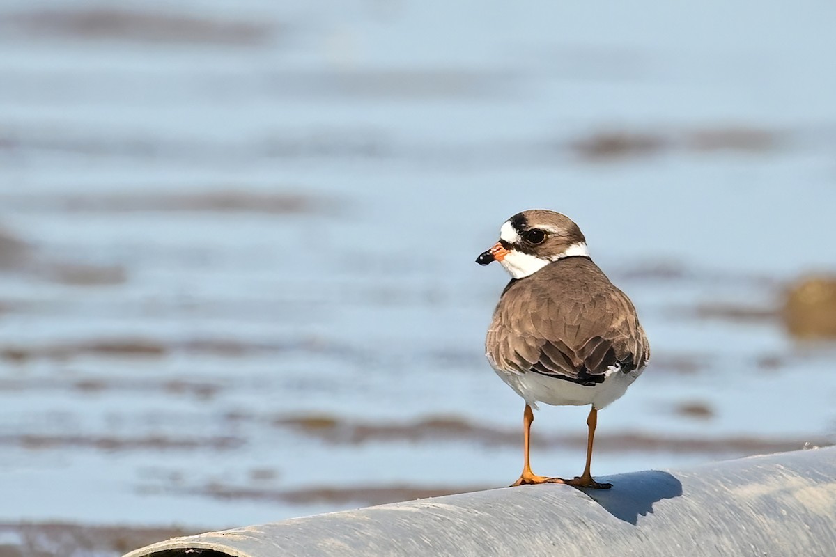Semipalmated Plover - ML619822827