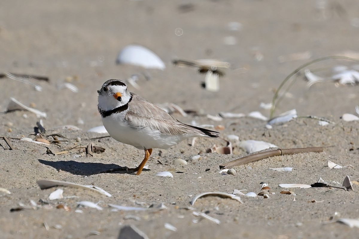 Piping Plover - ML619822835